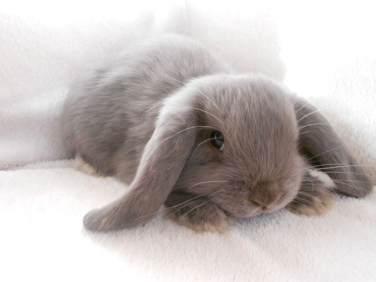 bunny beauty mini lops