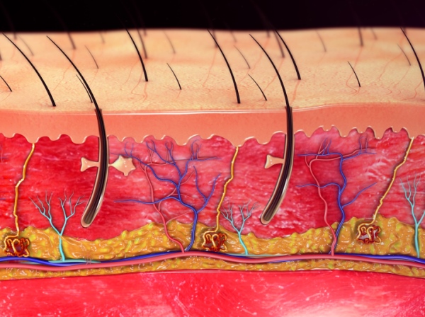 US scientists regenerate ‘full thickness’ skin - Professional Beauty