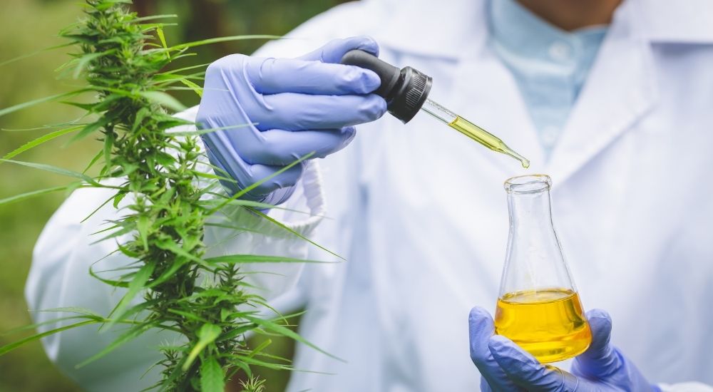 Cannabis extraction process